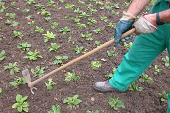 Agricultura ecolgica