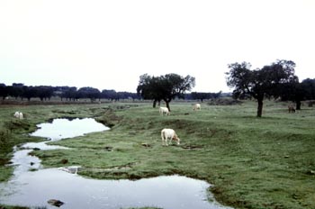 Vaca "Blanca Cacerea"