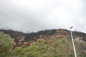 Restos de un incendio que necesitar reforestacin