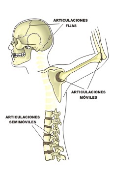 En esta imagen se muestra un esqueleto con los tres tipos de articulaciones que tiene el cuerpo humano, que son: fijas como el cráneo, móviles como el hombro y el codo y semimóviles como las vértebras de la columna vertebral.