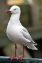 Gaviota de pico rojo o de Audouin (Larus audouinii)