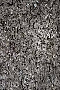 Textura áspera de la corteza de un árbol