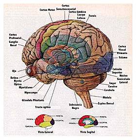 Estructura del cerebro.
