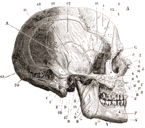 Dibujo Científico de un cráneo humano