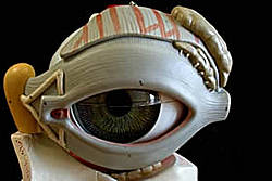 Maqueta del ojo humano.
