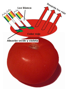 Representación del esquema de la reflexión de la luz sobre el color rojo del tomate