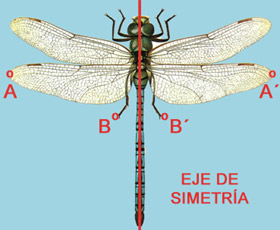 Simetría axial en la libélula emperador.