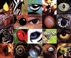 Conjunto de ojos de animales.