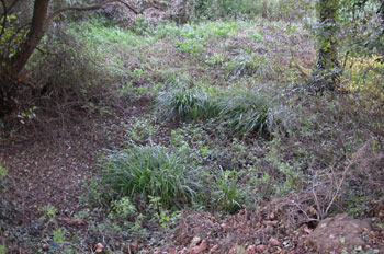 Cobertura vegetal y humus