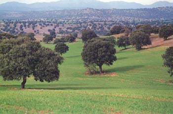 Bosque mediterrneo