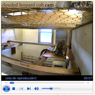 imagen de la webcam con un cachorro de leopardo