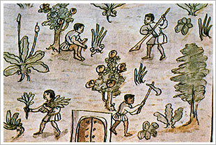 Indígenas trabajando la tierra (siglo XVI) 