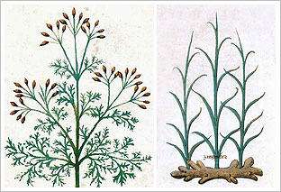 Representaciones de plantas: comino y jengibre (hacia 1480), Platearius De simplici medicina. Biblioteca Nacional de Francia 