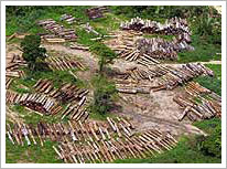 Resultado de las talas en el Amazonas (26/08/2005). AP/NBC