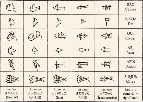 Evolucin sistema cuneiforme