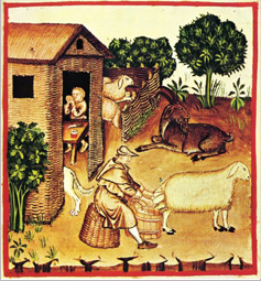 Un campesino ordeñando una oveja (1411-1416). Tacuinun sanitatis de Ibn Butlan