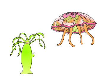 cnidarios.jpg