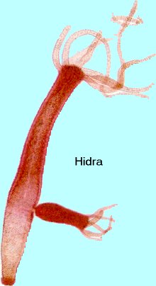 hidra.jpg
