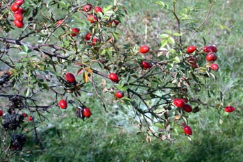 h20054_m.jpg