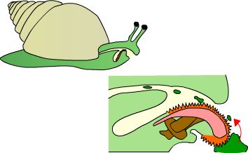 caracol.jpg