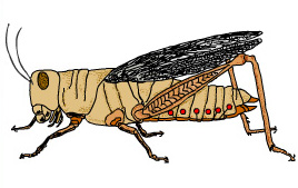 csalta.jpg