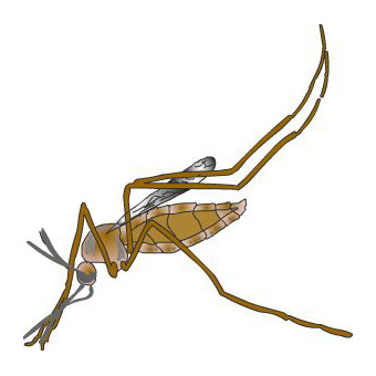mosquito1.jpg