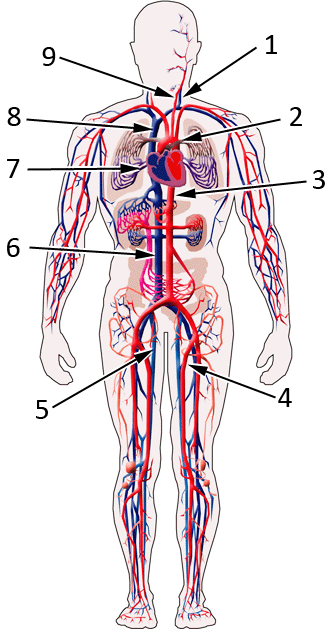 Identifica las estructuras del aparato circulatorio