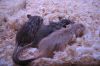 ratones r.jpg